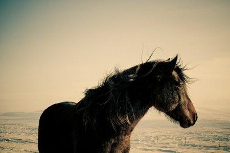 Красивые лошади Кристофера Уилсона